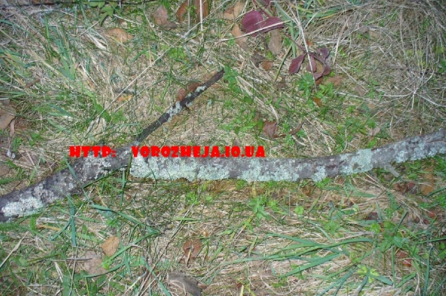 Образниця
