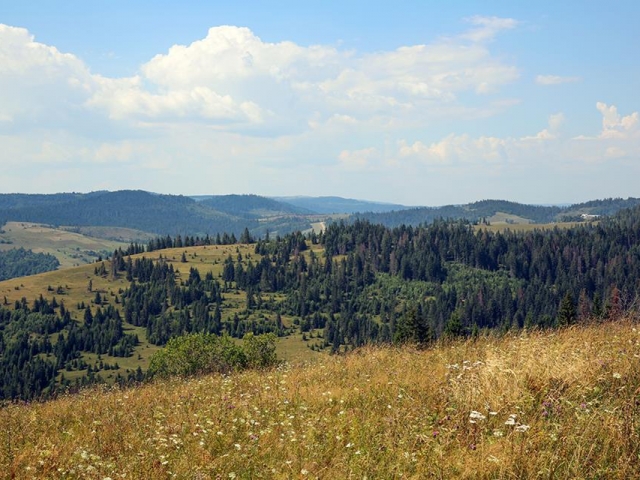 Хащованя