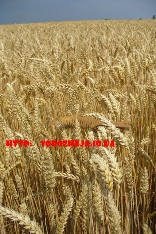 Обряды
