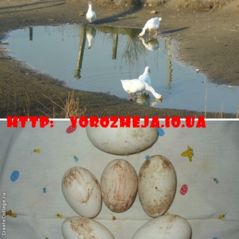 Обряды
