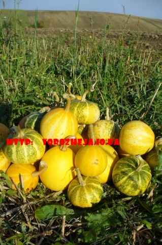 Обряды