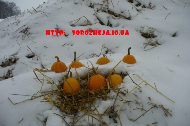 Обряды