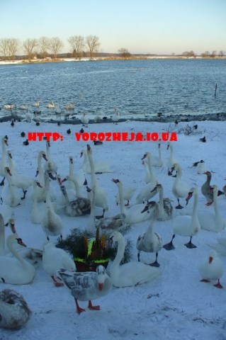Свечи